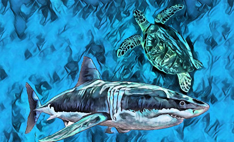 サモアの伝説 カメとサメの物語 Polynesian Cultural Center